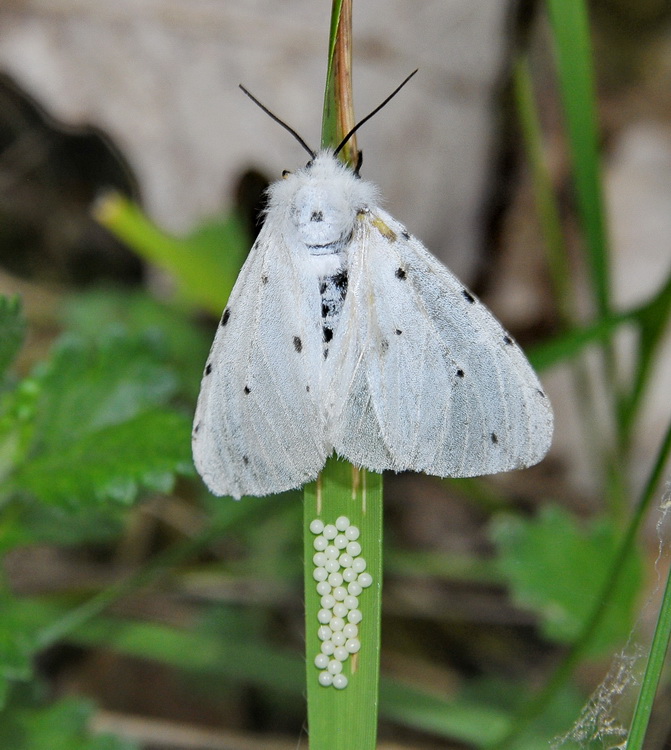 Spilosoma sp? - No, Diaphora mendica